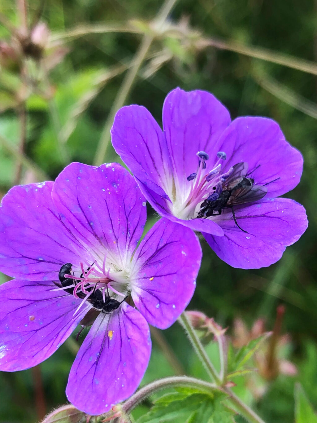 Linda Trein_Scherenbiene_Fliege_Geranium